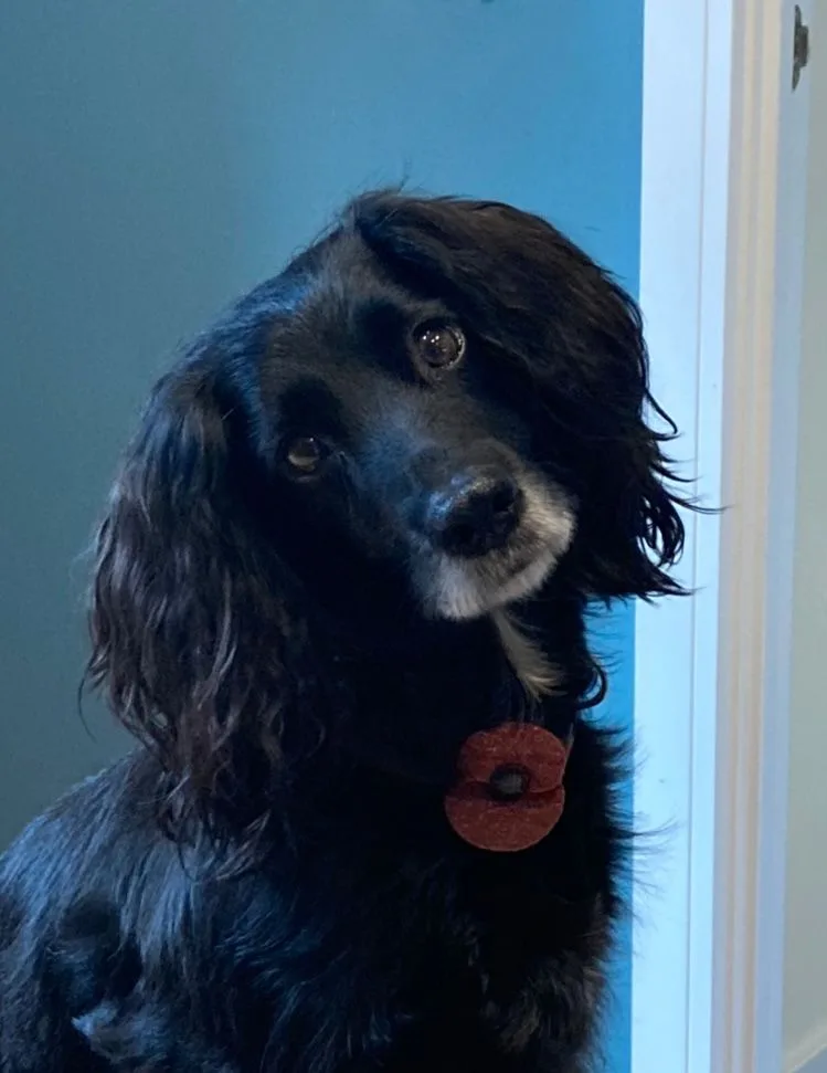 Poppy, photo 5