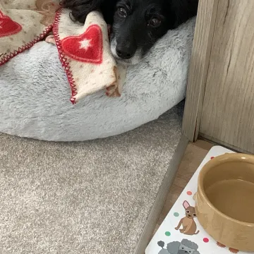 Photo of Poppy