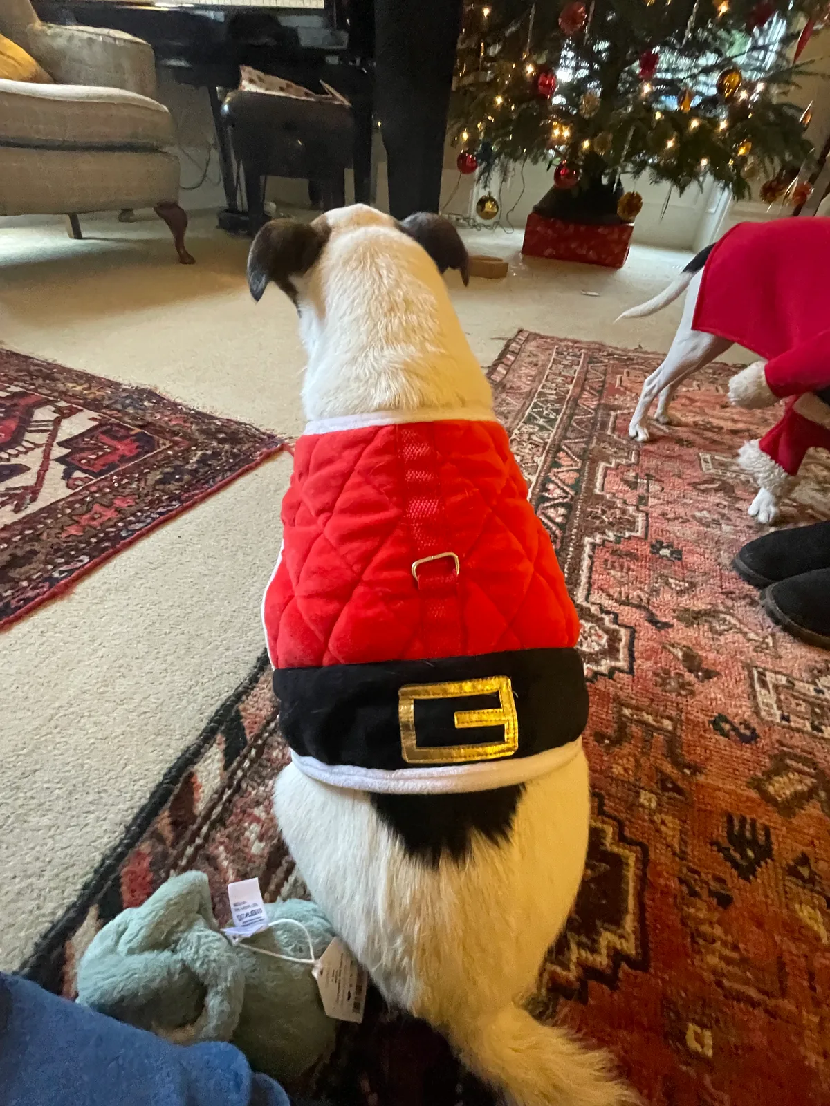 Alfie, photo 5