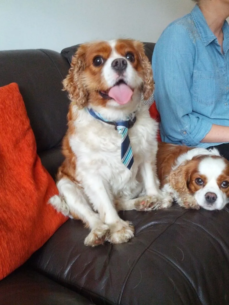 Frankie, photo 5