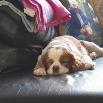 Photo of Frankie