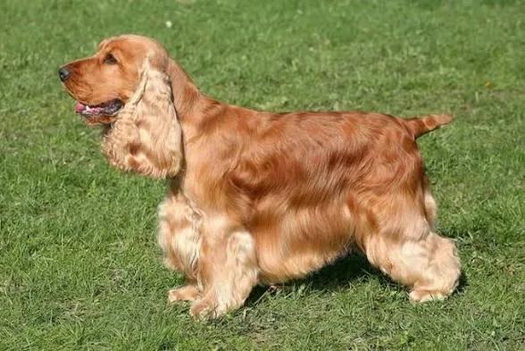 Chewy, photo 3