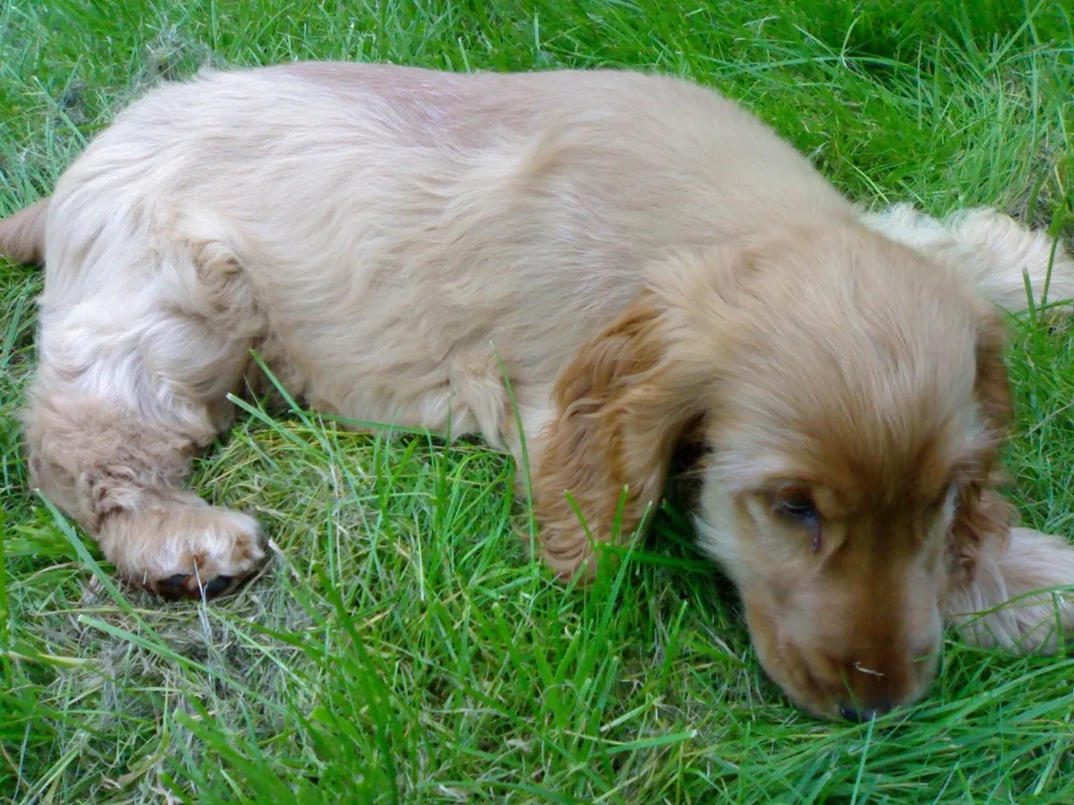 Chewy, photo 5