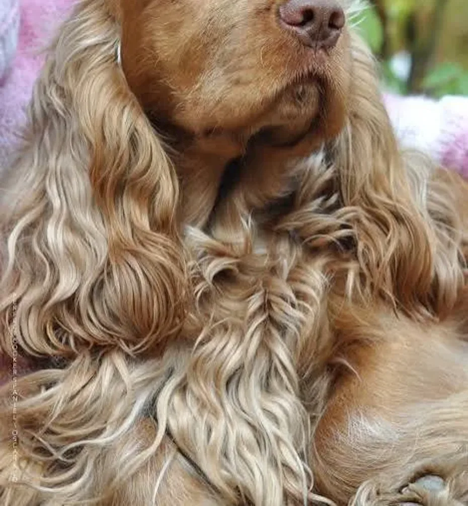 Portrait of Chewy