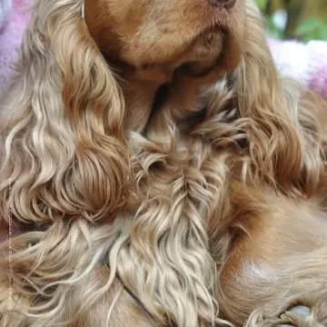Photo of Chewy