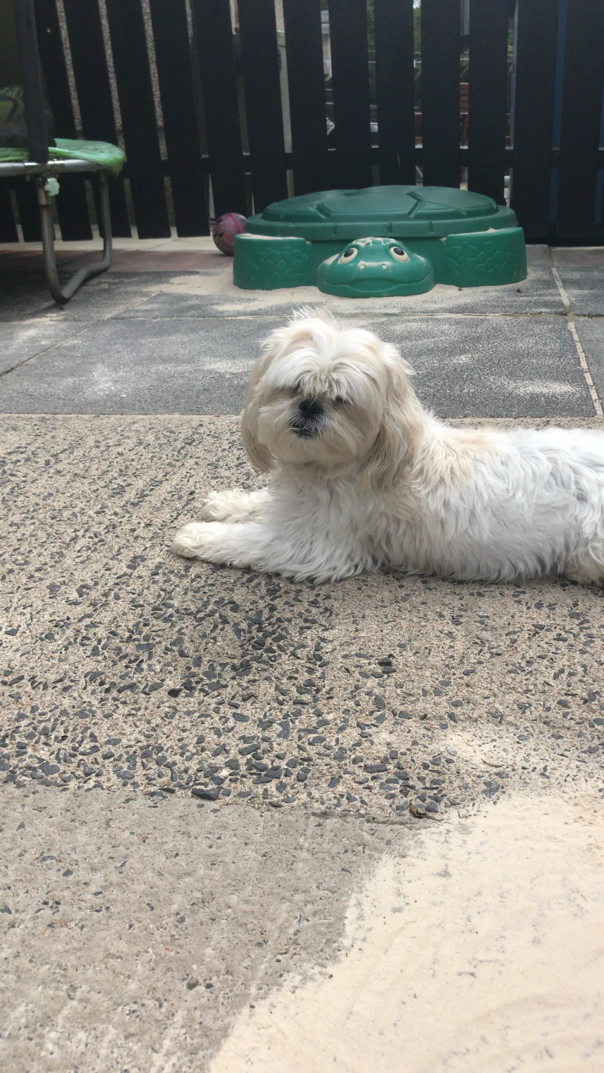 Casey, photo 2