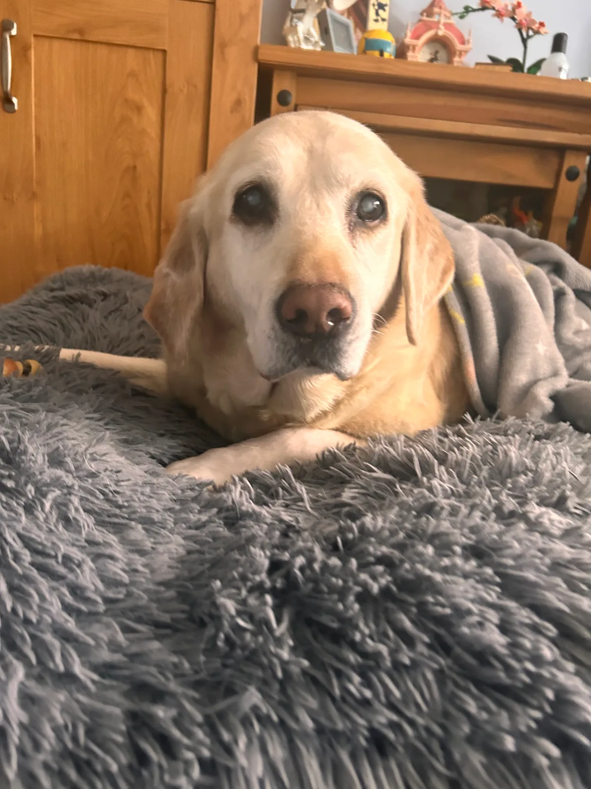 Molly, photo 2