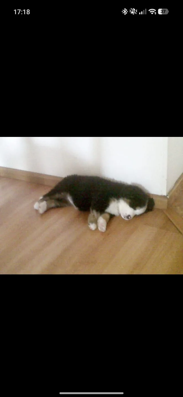 Minnie, photo 4