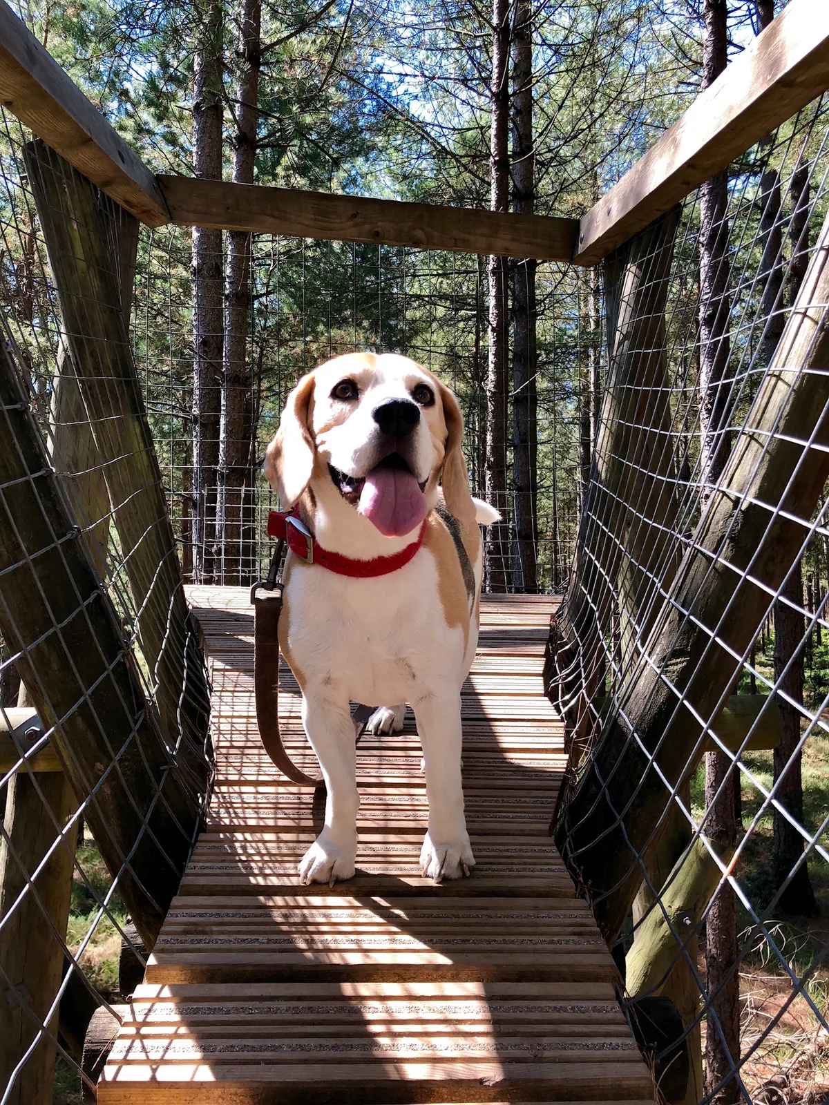 Bruce, photo 2
