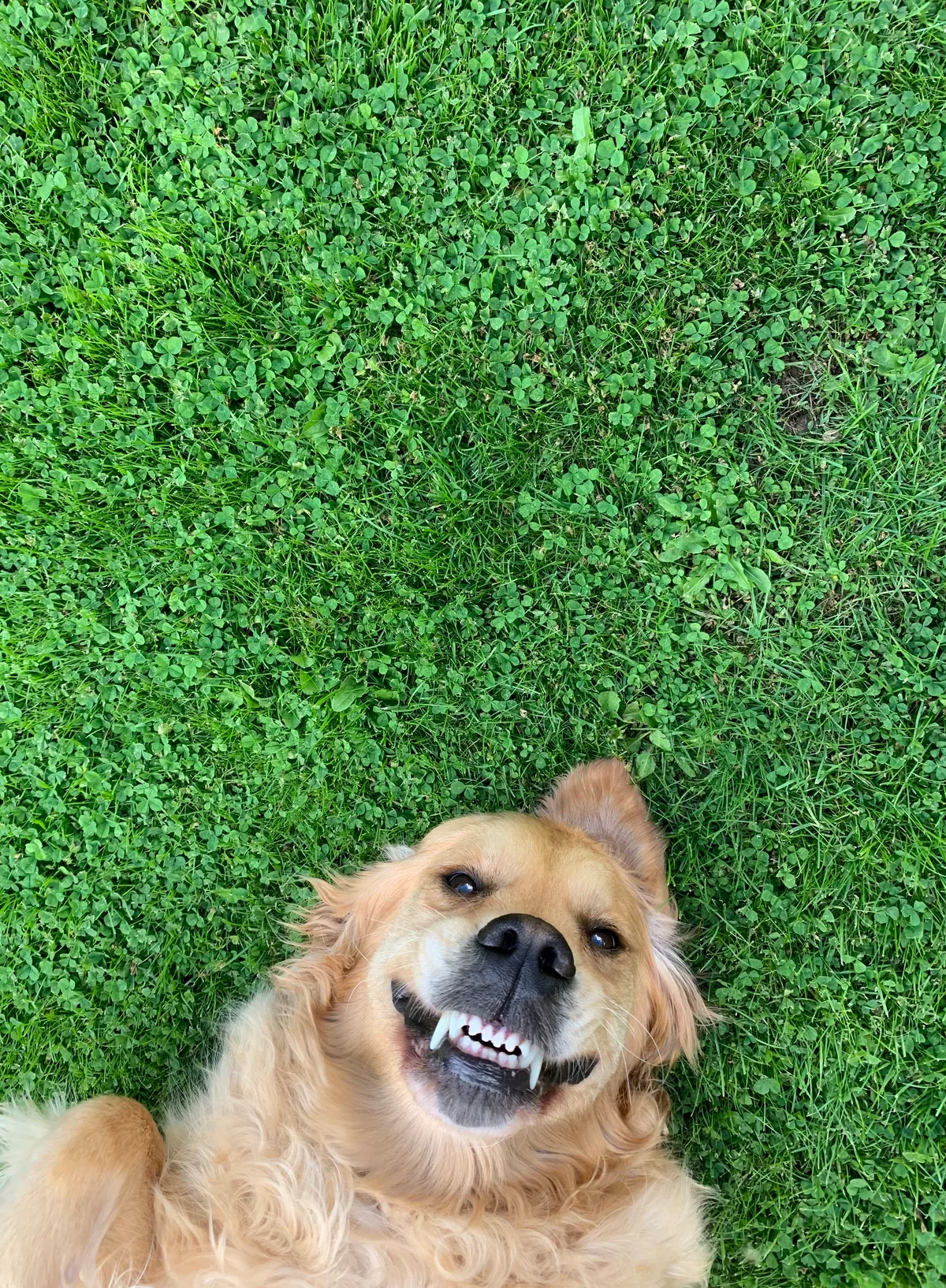 Bella, photo 2