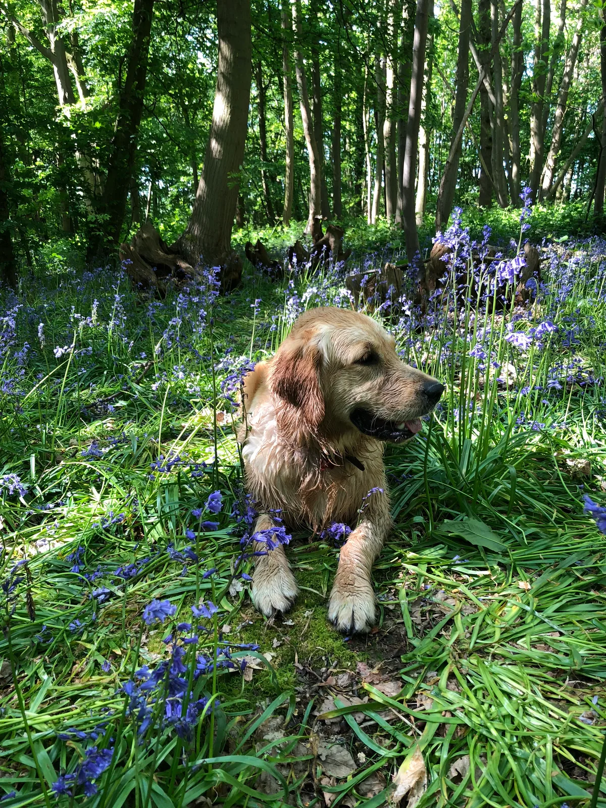 Bella, photo 3