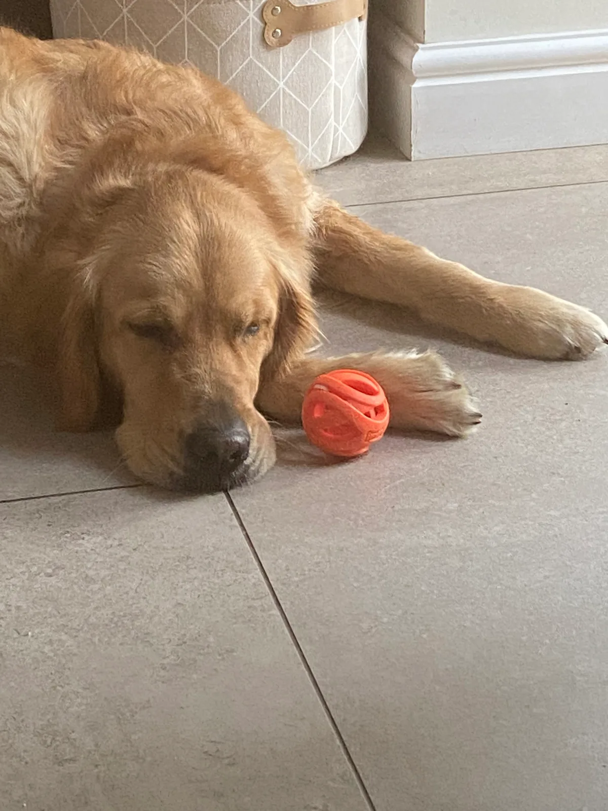 Bella, photo 5