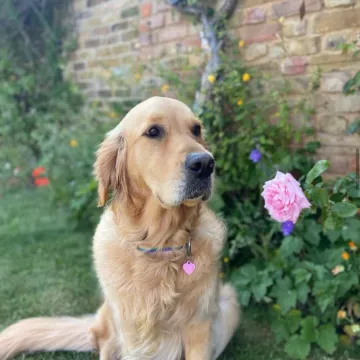 Photo of Bella