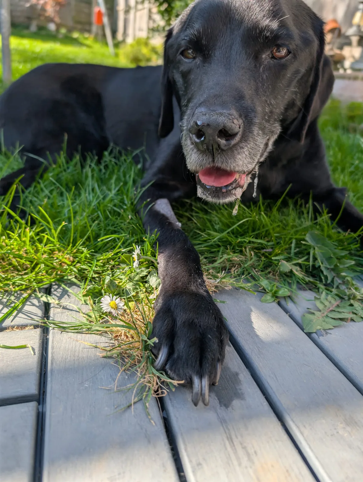 Cooper, photo 2