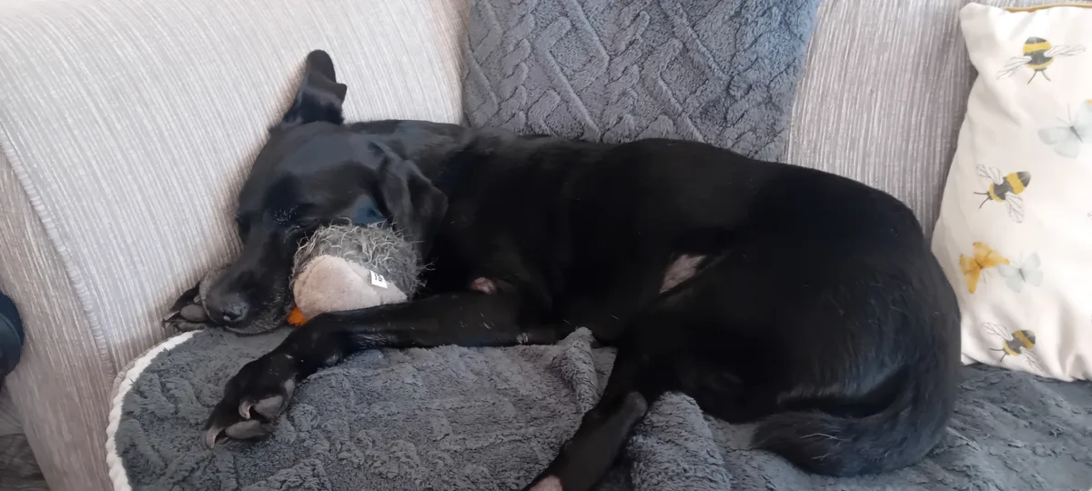 Cooper, photo 3