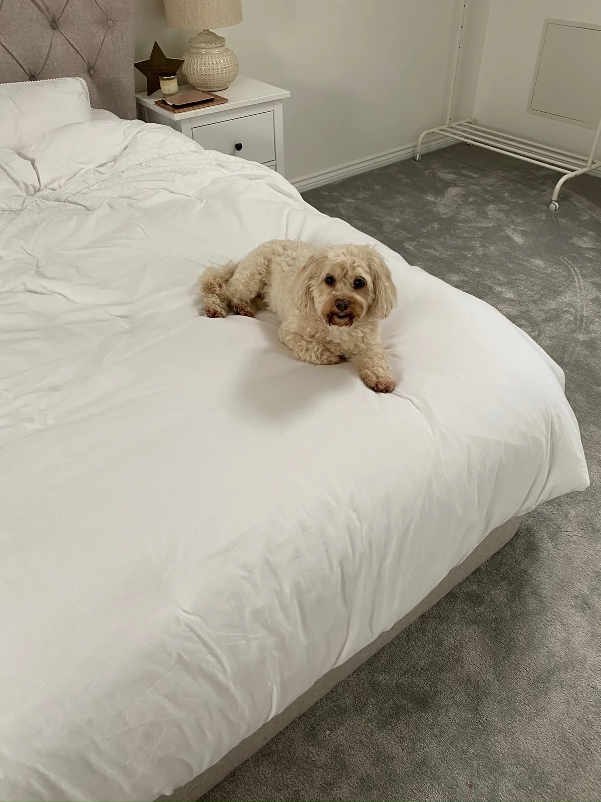 Lola, photo 5