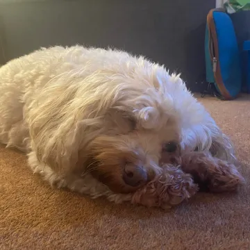 Photo of Lola