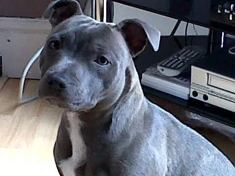 Skye, photo 2