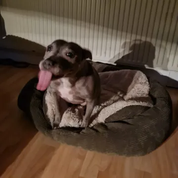 Photo of Skye