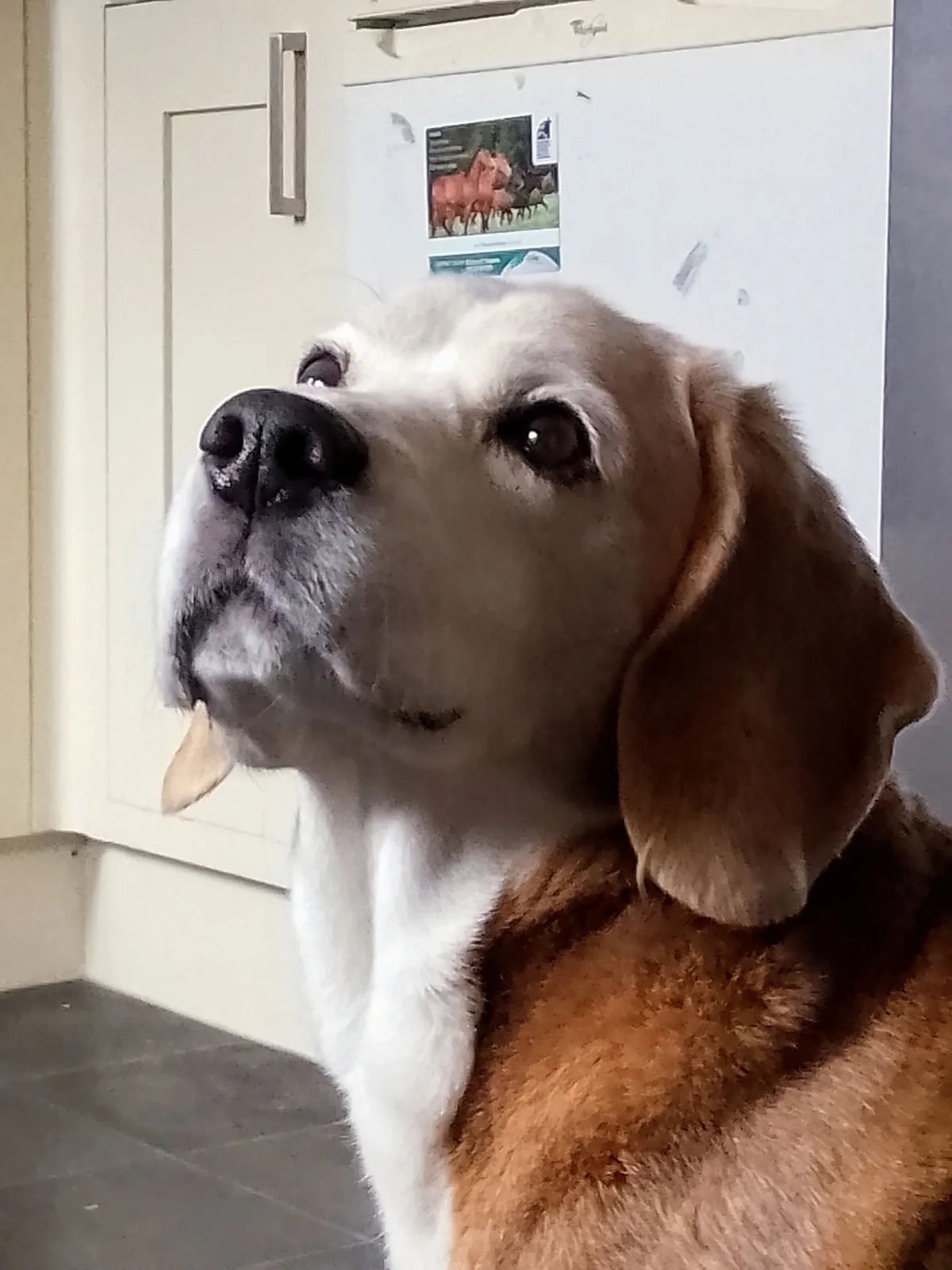 Mylo, photo 2