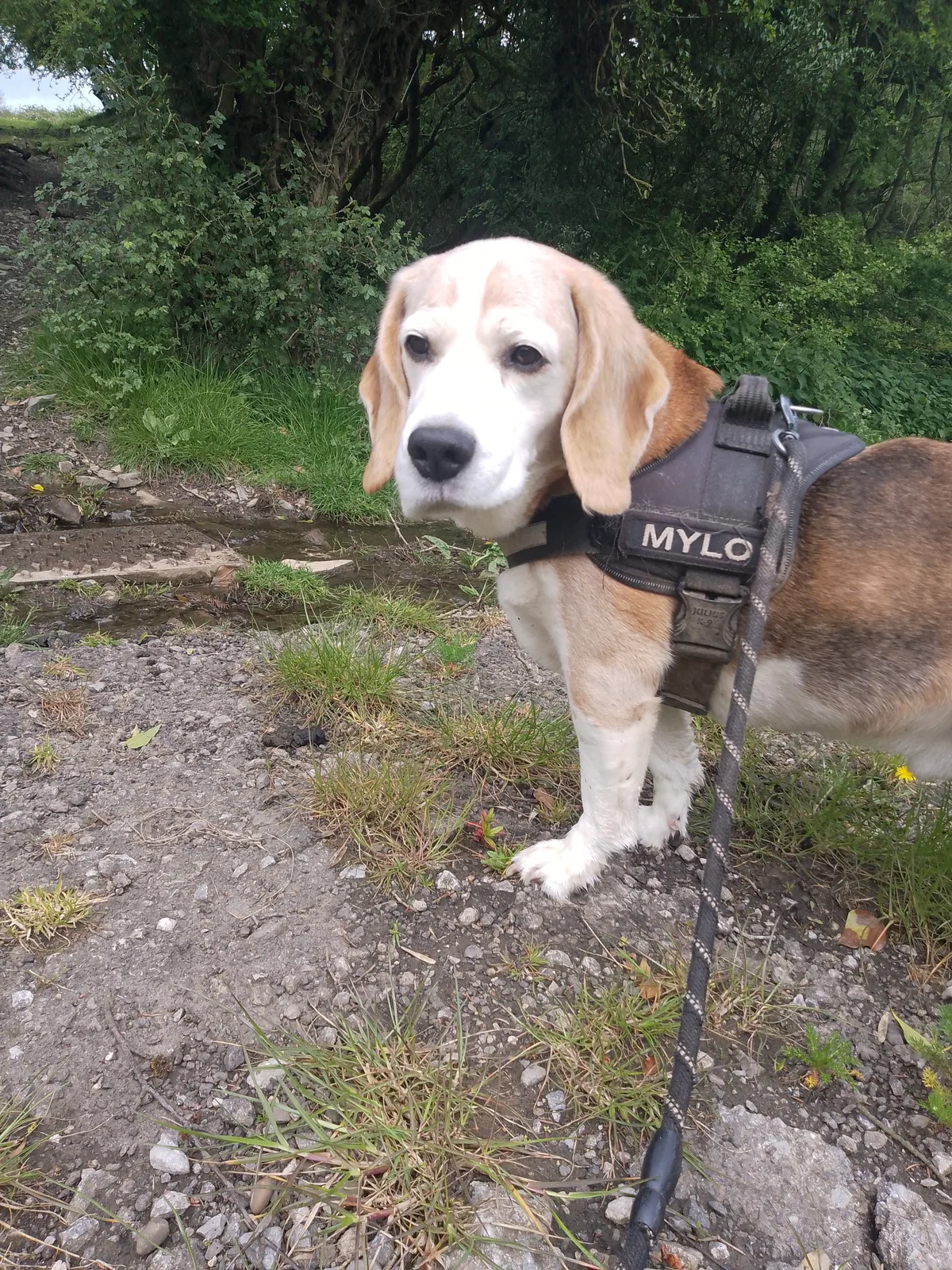 Mylo, photo 4
