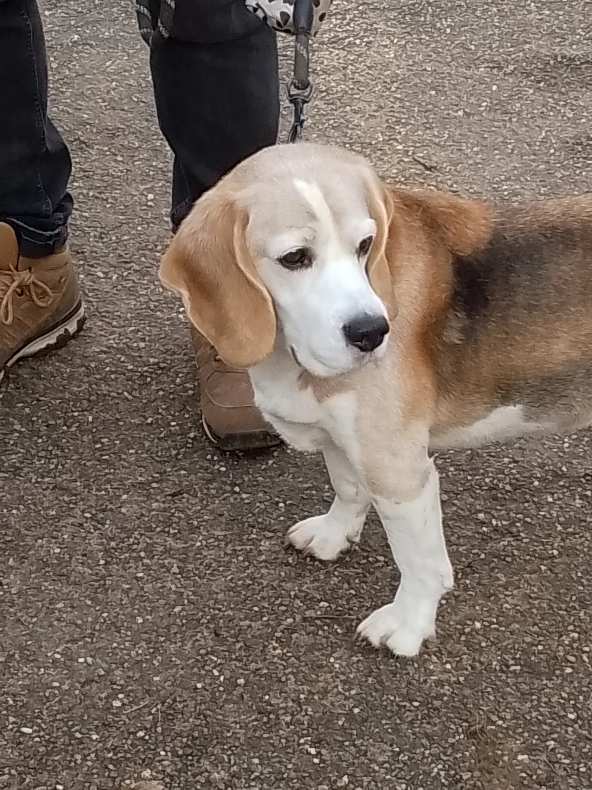 Mylo, photo 5
