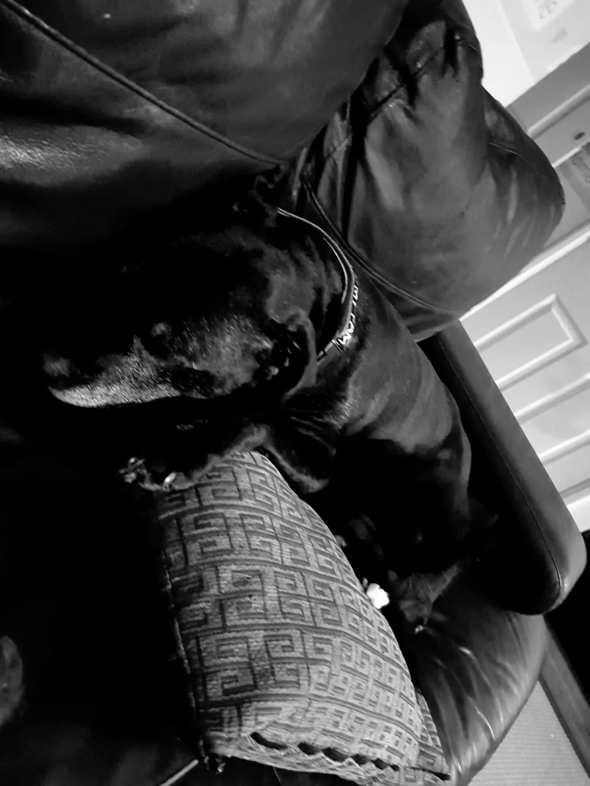 Sam, photo 2