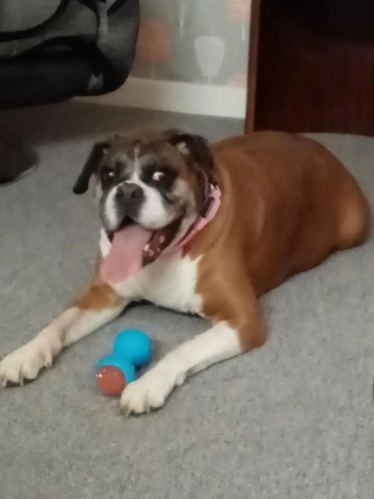 Millie, photo 2
