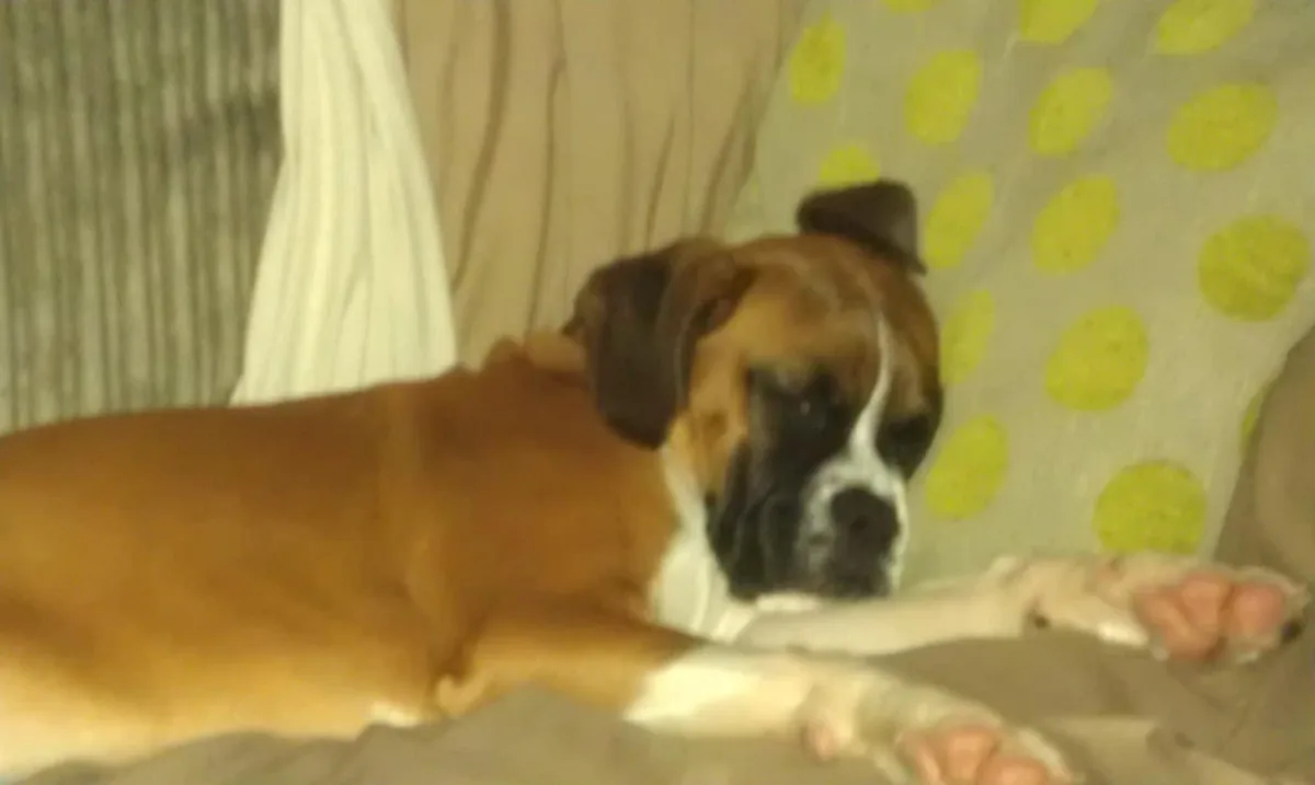Millie, photo 4