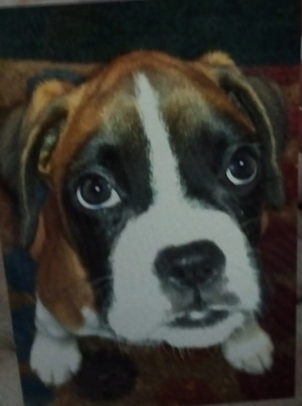 Millie, photo 5