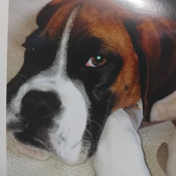 Photo of Millie