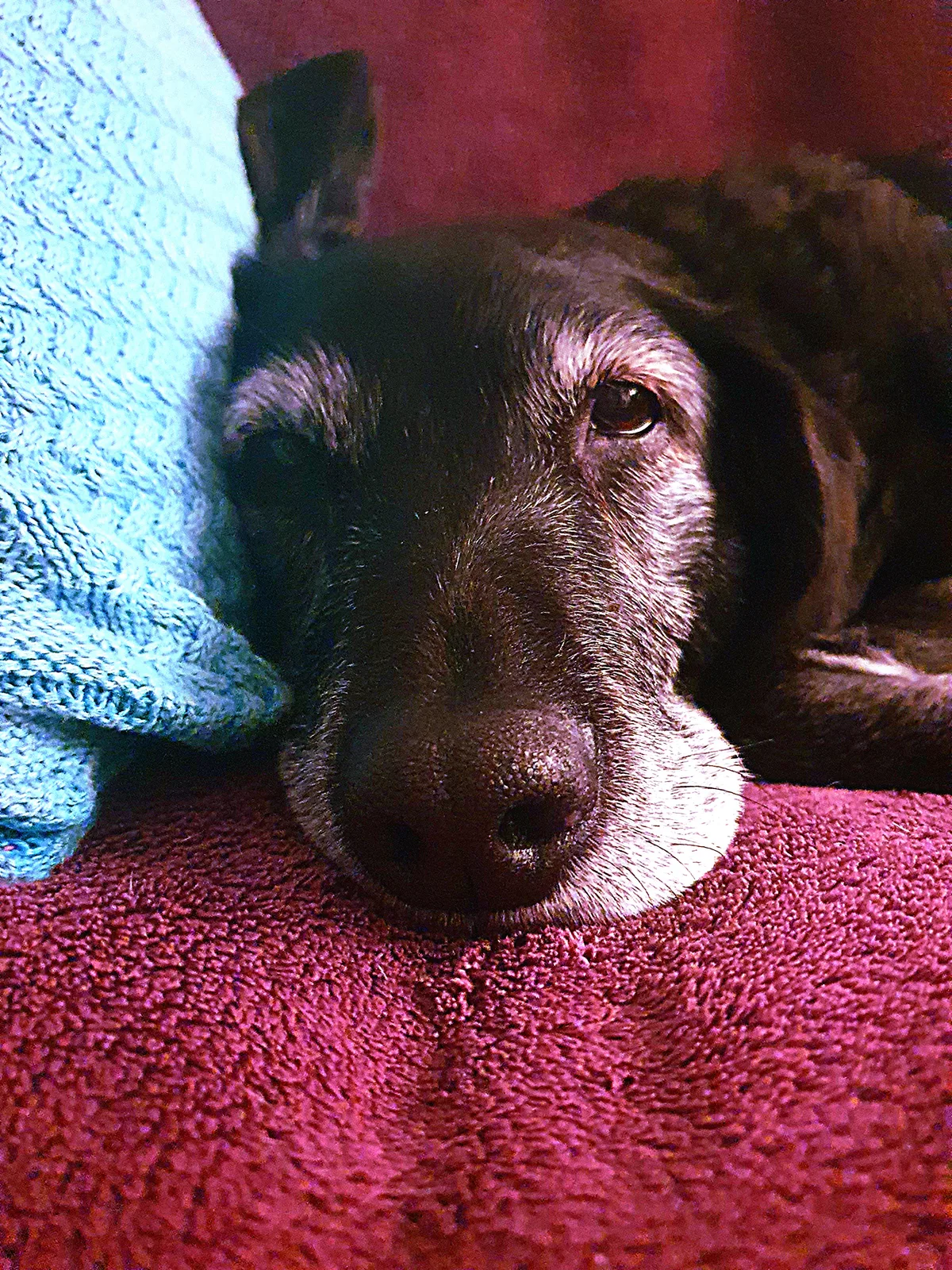 Ruby, photo 4