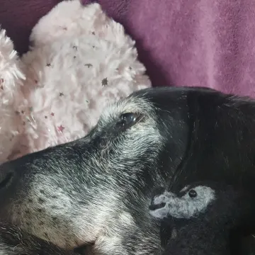 Photo of Ruby