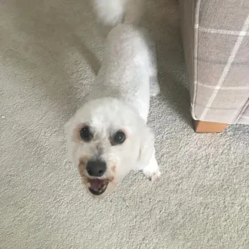 Photo of Bolt