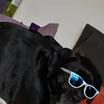 Photo of Rocky
