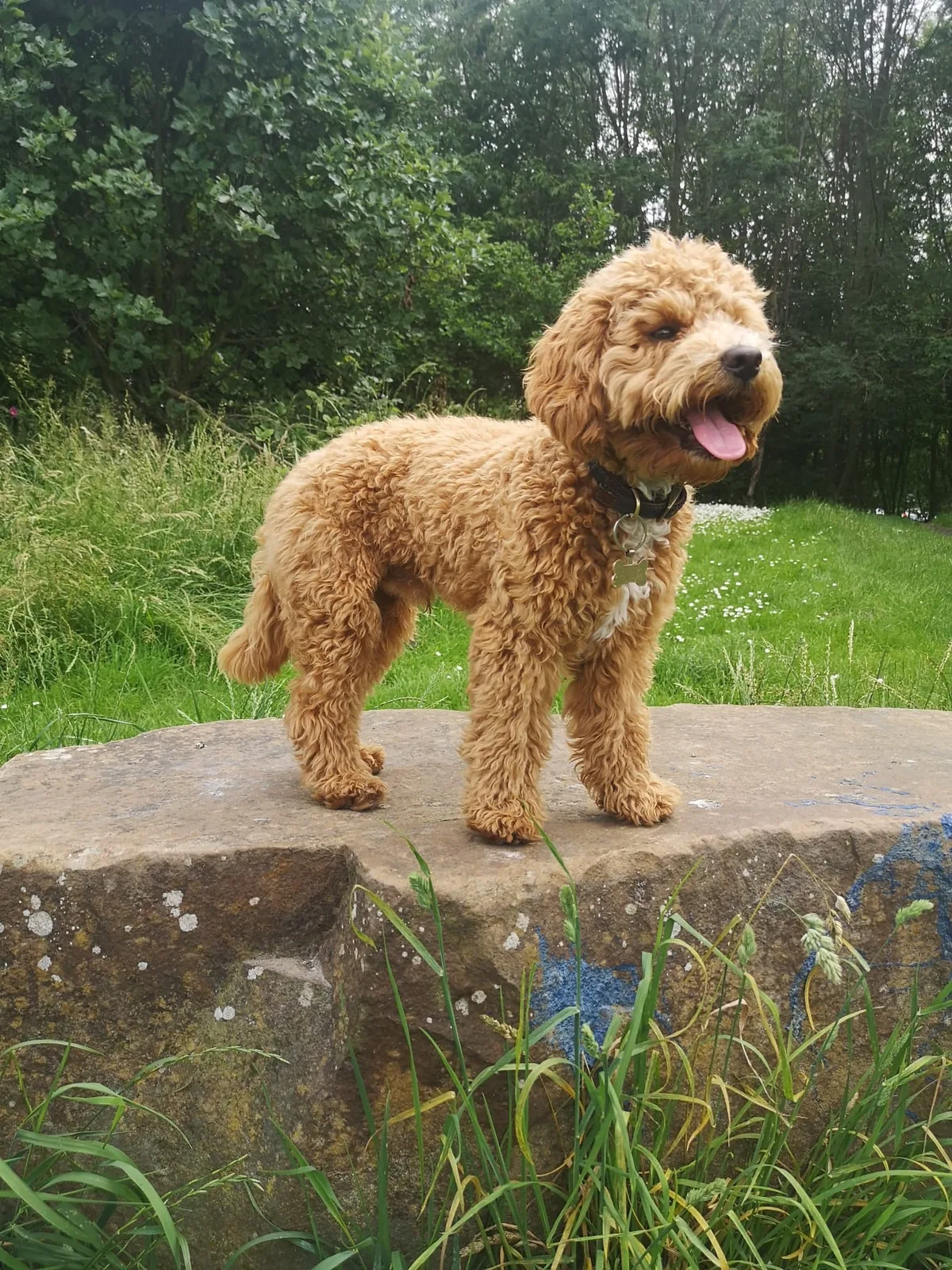 Kobi, photo 2