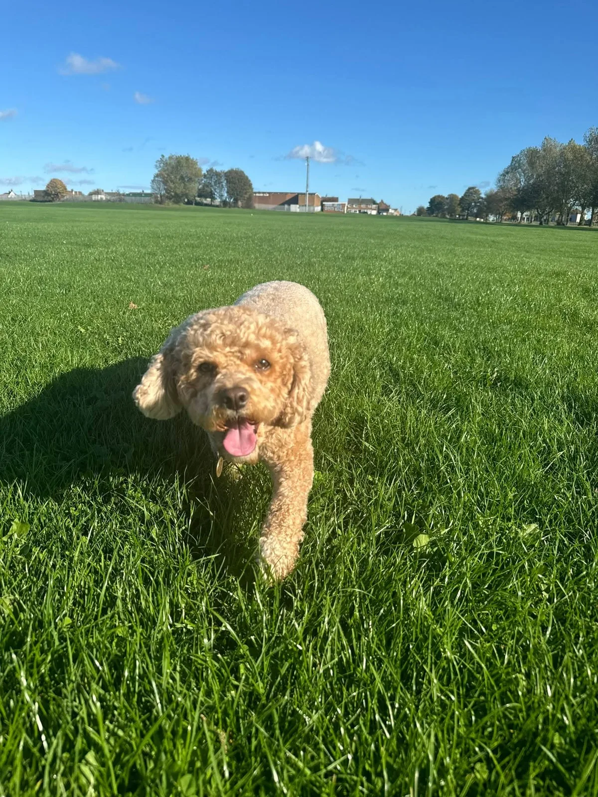 Kobi, photo 3