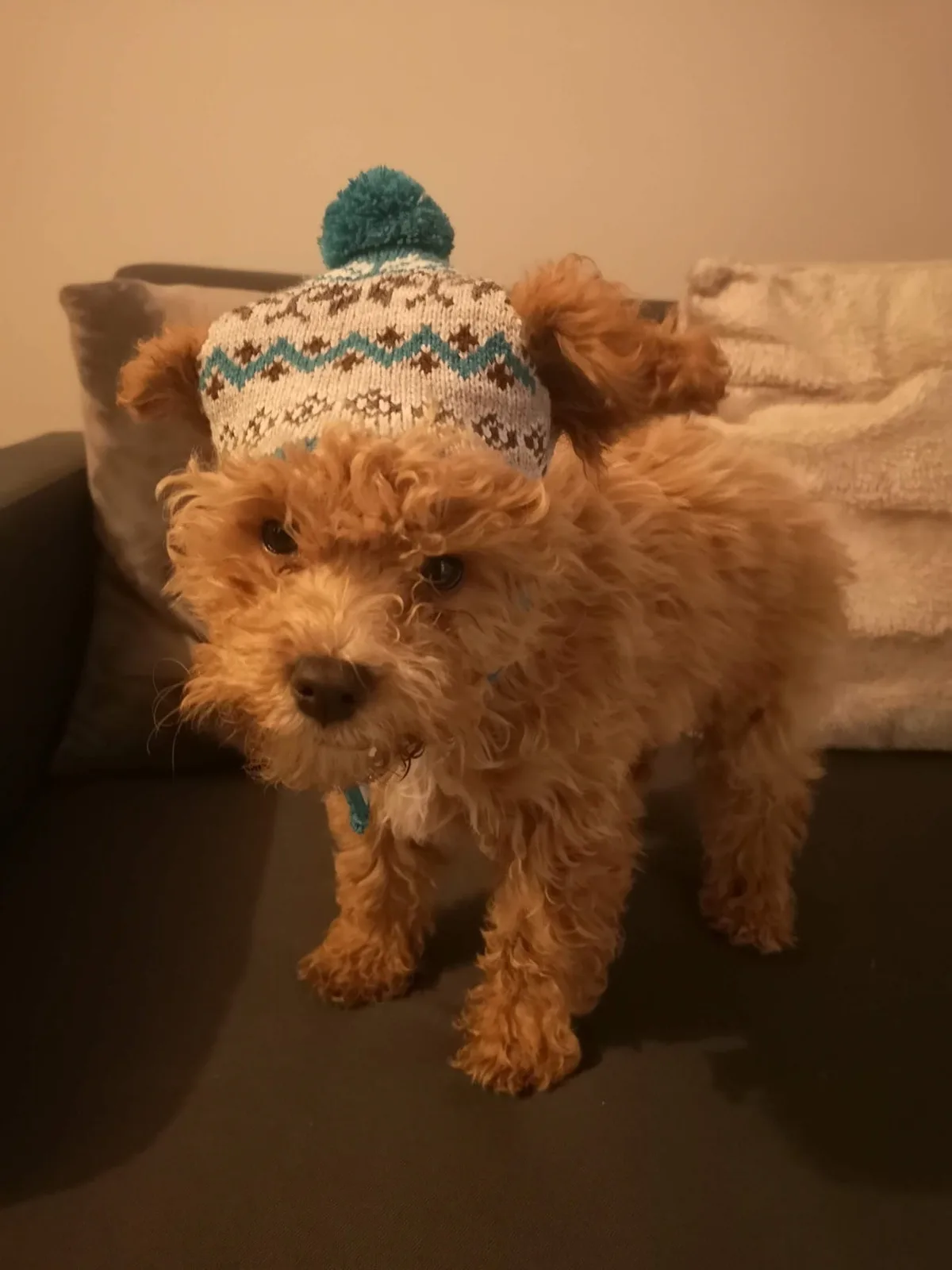 Kobi, photo 4