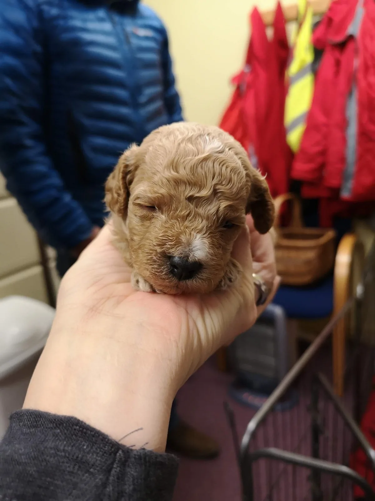 Kobi, photo 5