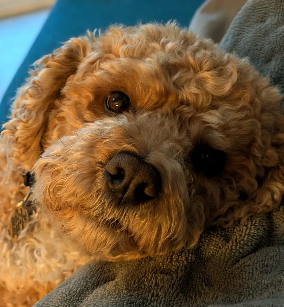 Portrait of Kobi