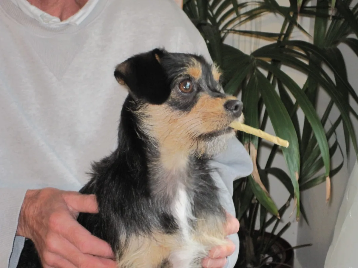 Beau, photo 2