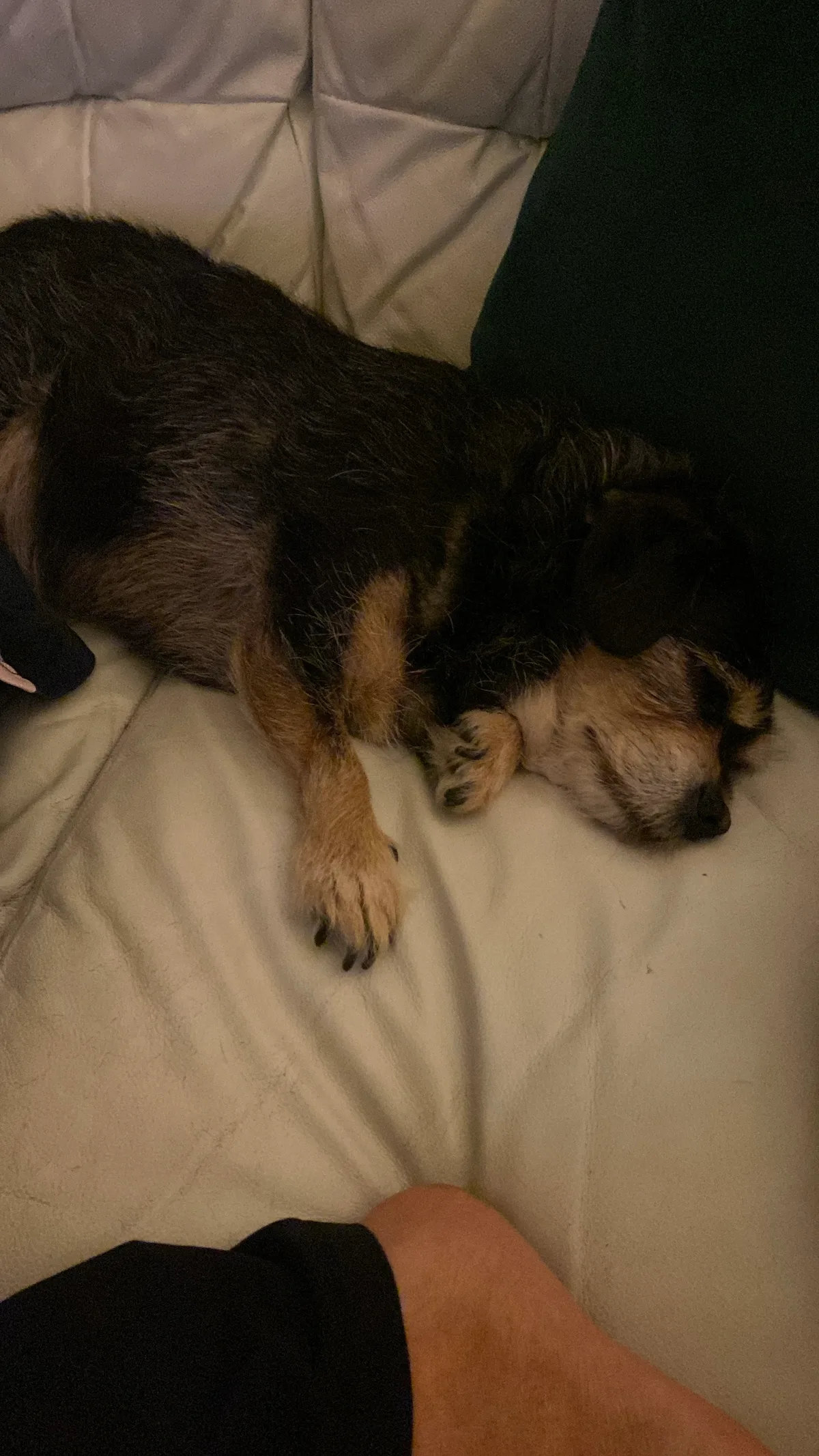 Beau, photo 4