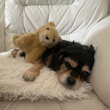 Photo of Beau