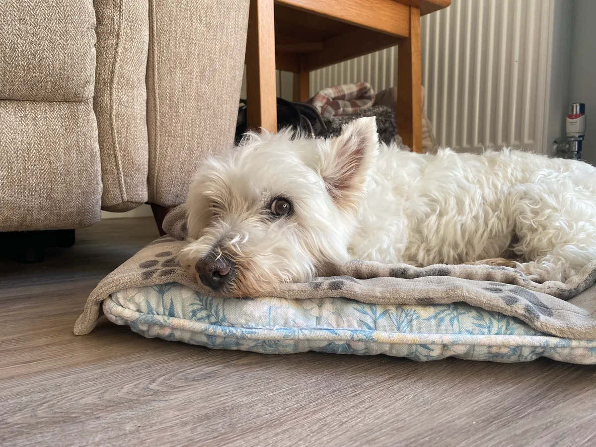 Maggie, photo 2