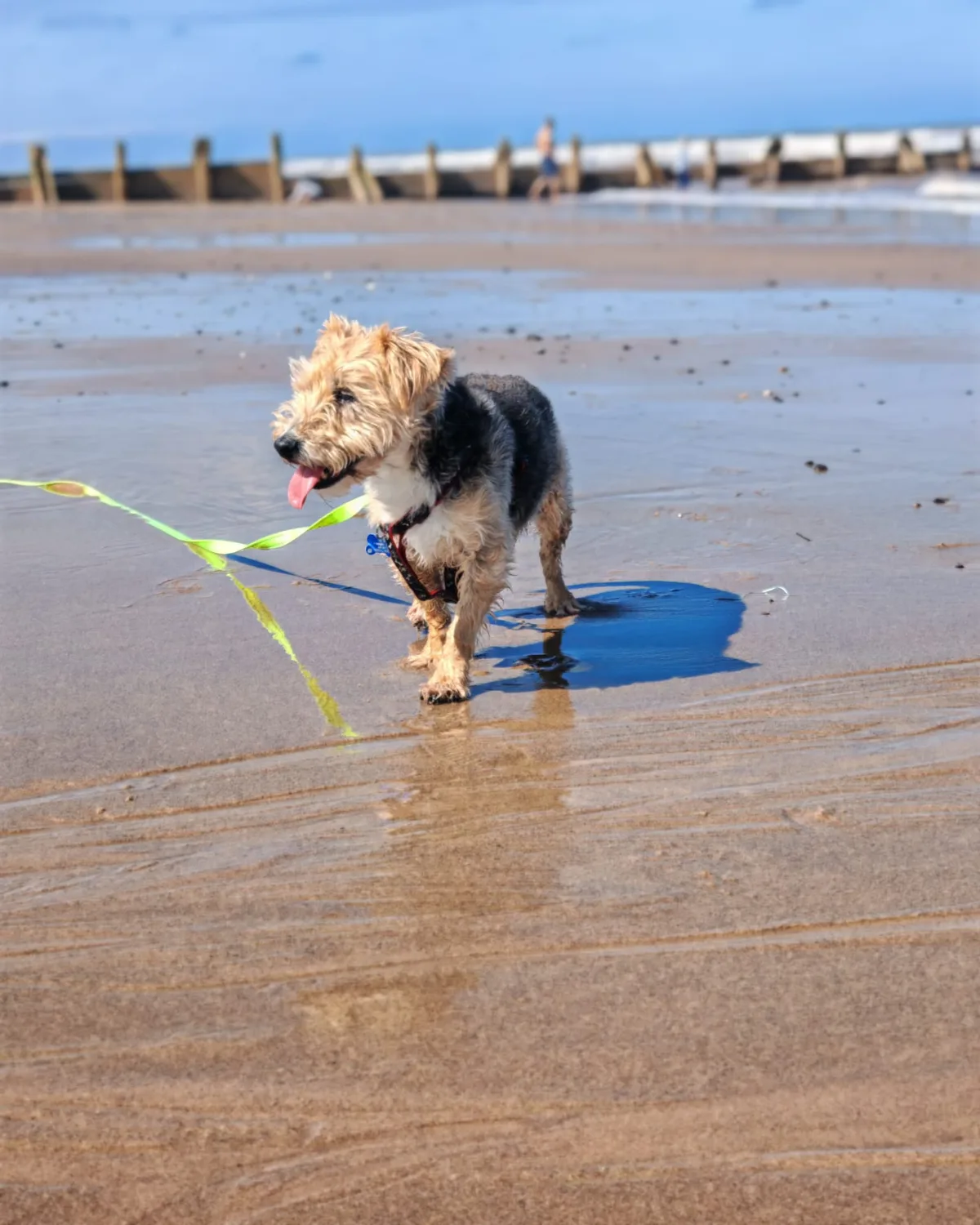 Charlie, photo 4