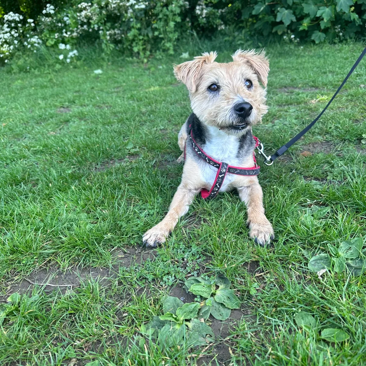 Charlie, photo 5