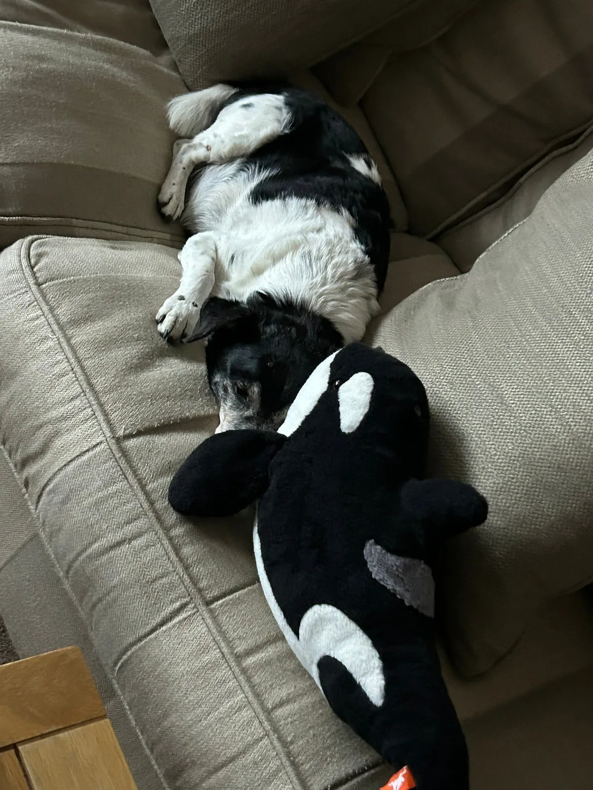 Maxie, photo 3