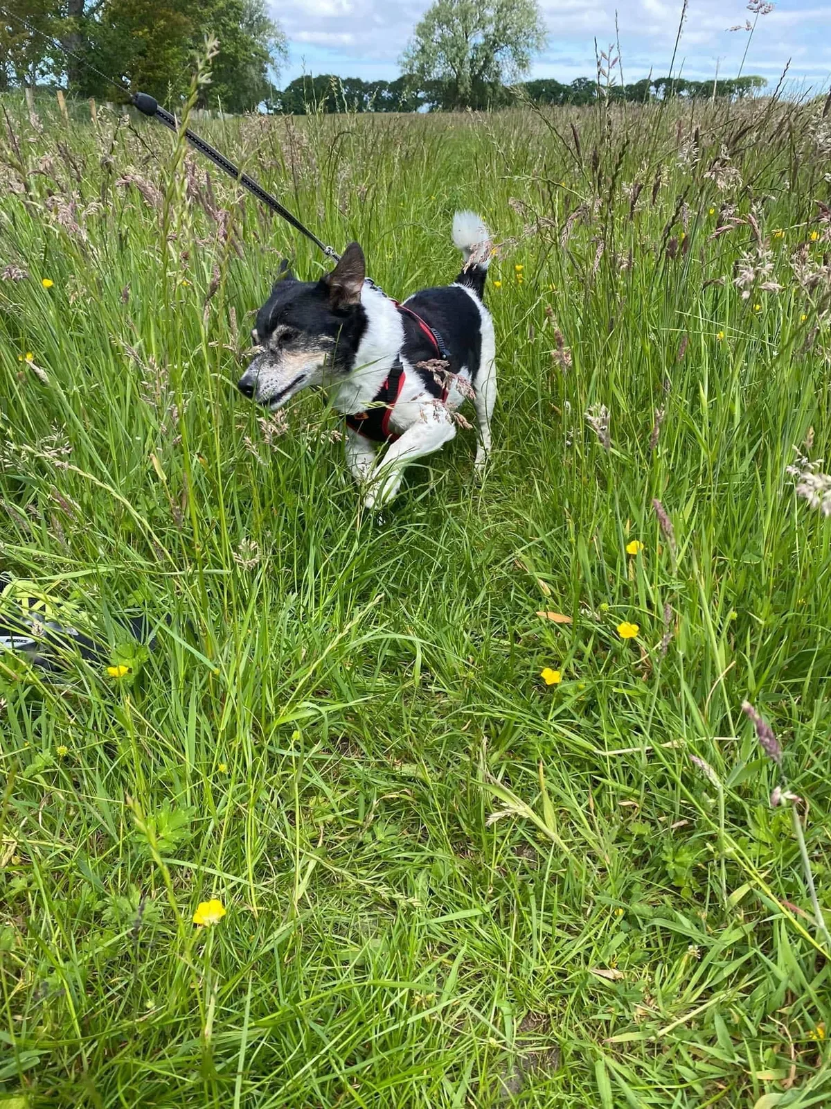 Maxie, photo 5