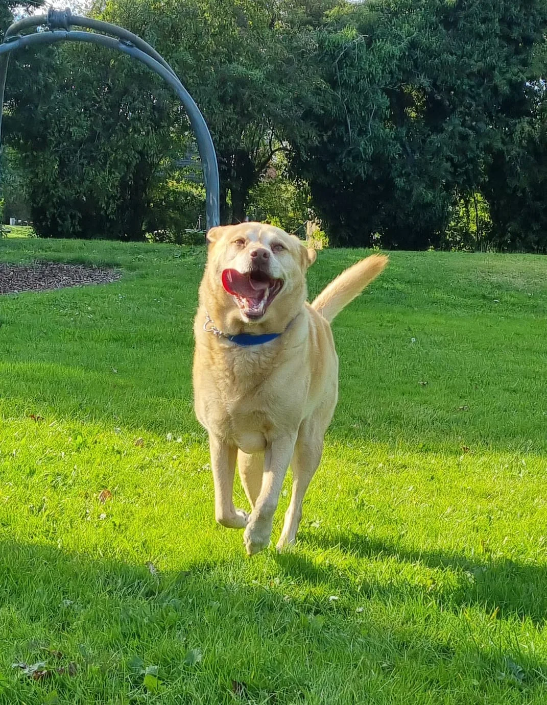 Barney, photo 2