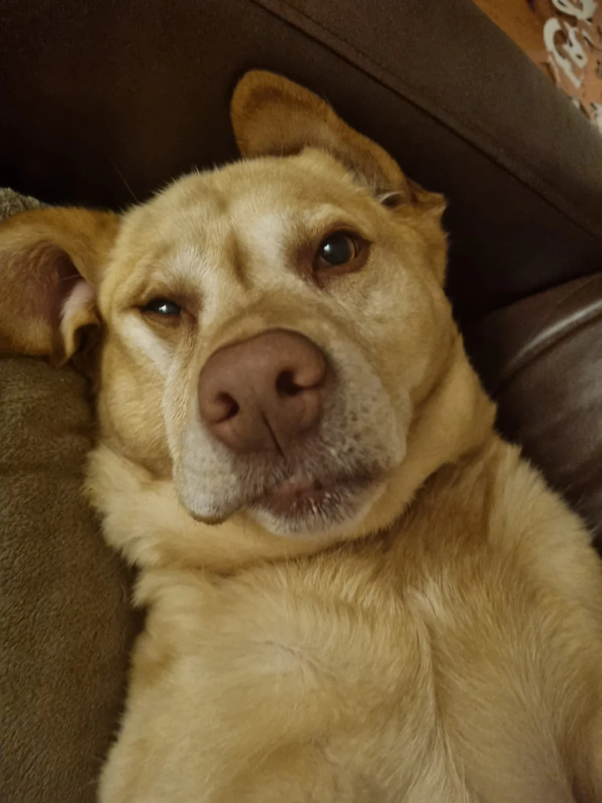 Barney, photo 4